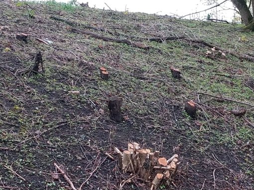 Kahlschlag an der B65 / Bornum